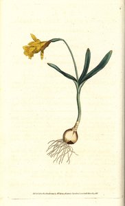 Small Narcissus by Sydenham Teast Edwards