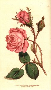 Sparkling Rose - Pink Moss