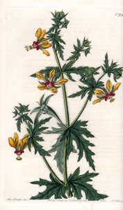 Spicy Poppy. Handcoloured copperplate engraving from Sydenham Edwards