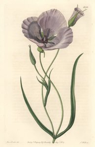 Splendid calochorte (splendid mariposa), native to California - Satiny calochortus or splendid mariposa lily, Calochortus splendens, Native to California - Handcoloured copperplate engraving by S. Watts after an illustration by Miss Drake, from Sydenham Ed