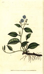 Creeping navelwort, Omphalodes verna (blue navelwort, Cynoglossum omphalodes)