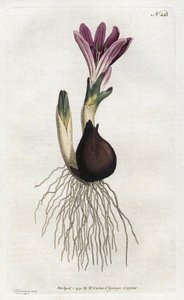 Spring bulbocode or campanette by Sydenham Teast Edwards