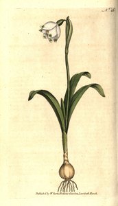 Spring Snowflake, Leucojum vernum. Handcoloured copperplate engraving from William Curtis