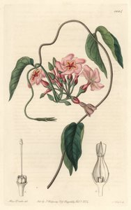 Stellar Echites, Native of Brazil by Sydenham Teast Edwards