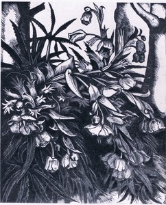 Stinking Hellebore, Nature in Britain Published by Collins by Sydenham Teast Edwards