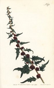 Leafy goosefoot, Chenopodium foliosum (Strawberry blite, Blitum virgatum).