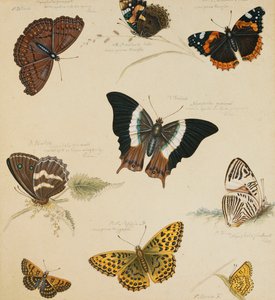 Studies of Butterflies and Insects by Sydenham Teast Edwards