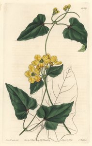 Stygmaphyllon