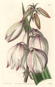 Superb Yucca from the Botanical Register by Sydenham Teast Edwards
