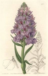 Terrestrial Orchid, Endemic to the Island of Madeira - Water Forte by S. Watts from an Illustration by Sarah Anne Drake, from the Botanical Register by Sydenham Teast Edwards