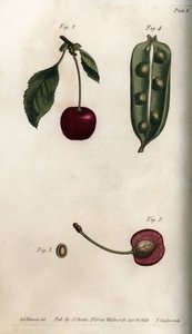 Pea Pericarp and Section of the Fruit of Cherry from Botanical Conferences, Lambeth Botanical Garden by Sydenham Teast Edwards