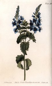 Veronica Little Oak