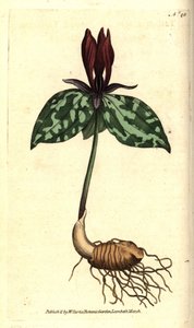 Toadshade or Sessile Trillium, Trillium Sessile. Handcoloured Copperplate Engraving after a Botanical Illustration by James Sowerby from William Curtis