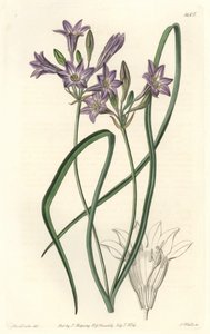 Triteleia or Brodiaea from the Botanical Register by Sydenham Teast Edwards
