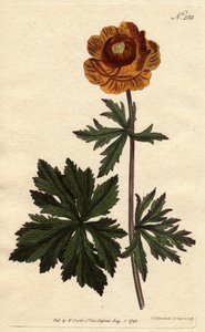 Asian Globe Flower with Deep Yellow Flower, Native to Siberia and Cappadocia by Sydenham Teast Edwards