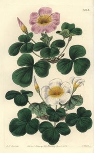 Variable Oxalis by Sydenham Teast Edwards