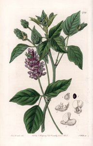 Variete de Psoralea