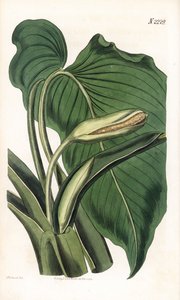 Aromatic calla, Homalomena aromatica (Calla aromatica).