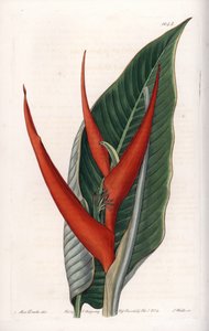 Variety of heliconia (so-called floury) by Sydenham Teast Edwards