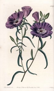 Variete of Clarkia, Native of South America