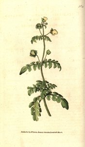 Pinnated Slipper-wort by Sydenham Teast Edwards