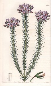 Variety of Gompholobium (Family of Leguminous Plants), Native to Australia. Handcoloured copperplate engraving from Sydenham Edwards