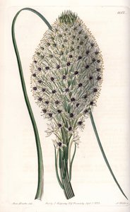 Variety of Liliaceae (Helonias asphodeloides). Handcoloured copperplate engraving from Sydenham Edwards