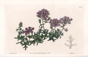 Verbena Multifide by Sydenham Teast Edwards