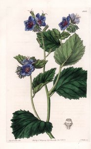 Viscous Phacelia by Sydenham Teast Edwards