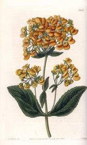 Viscous calceolar (or small slipper) - Engraved board by S. Watts, from an illustration by Sarah Anne Drake, from the Botanical Register of Sydenham Edwards, England