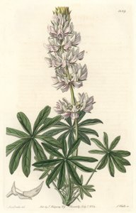 White-flowered Lupin from the Botanical Register