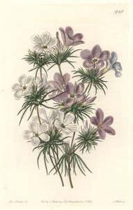 White and Purple Leptosiphon