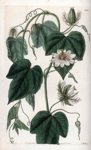 White Flower Passionflower. Handcoloured copperplate engraving from Sydenham Edwards