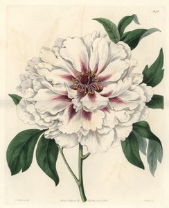 White Shrub Peony from the Botanical Register