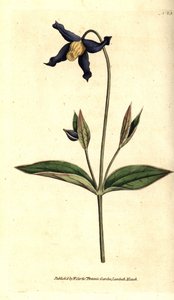 Whole-leaved Clematis or Virgin