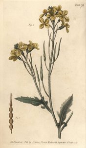 Wild radish, Raphanus raphanistrum, Siliquosa.