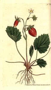 Wild Strawberry, Fragaria vesca (One-leaved Strawberry or Strawberry of Versailles, Fragaria monophylla). Handcoloured copperplate engraving from William Curtis