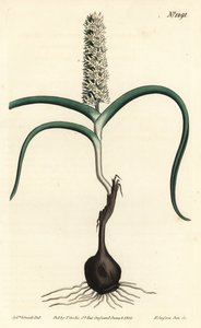 Many-flowered Melanthium from William Curtis