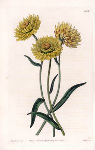 Xerochrysum variete, endemic in Australia - Engraved by S. Watts, from an illustration by Sarah Anne Drake, from the Botanical Register of Sydenham Edwards, England