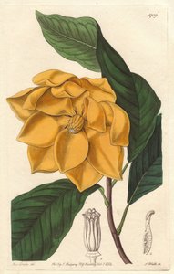 Yellow-flowered Magnolia, native to Java - Strong water by S. Watts from an illustration by Sarah Anne Drake, from the Botanical Register by Sydenham Teast Edwards