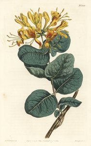 Yellow-flowered Woodbine from William Curtis