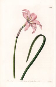 Zephyranthes Hybrid Variety - Engraved by S. Watts, from an illustration by Sarah Anne Drake, from the Botanical Register of Sydenham Edwards