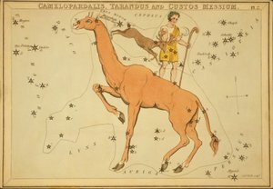 Camelopardalis, Tarandus and Custos Messium, Illustration from 