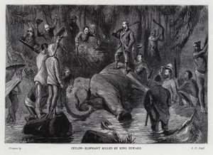 Elephant killed by King Edward VII by Sydney Prior (after) Hall