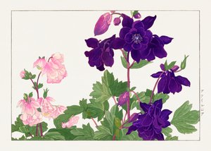 Aquilegia Flower from "Seiyou Sokazufu"