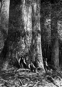 Giant eucalyptus, Australia by Taylor