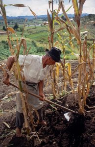 Benigno Marin, a Farmer, Working in a Field in Colombia by Ted Spiegel
