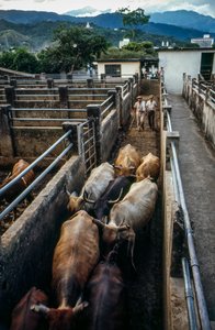 Cattle Arrive at Palmira, Colombia Corral by Ted Spiegel