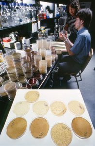 Ph.D. candidate at University of Illinois studies recombinant DNA in the Library of the University by Ted Spiegel