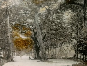 Century-old Trees in Shimogamo Park, Kyoto, circa 1900 - 1915